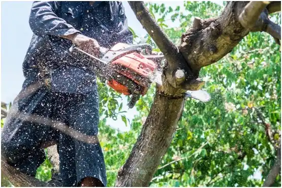 tree services Lake Delton